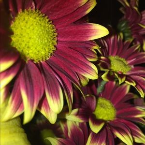 Meet your Posher, Ronnie